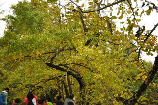 秋日赏景的人群与金黄树木