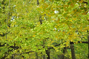 翠绿繁茂的树林景观