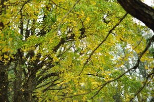 秋日繁茂的绿树景观