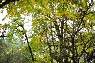 翠绿繁茂的树林景象