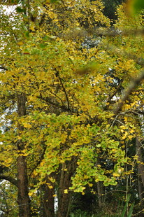 秋日金黄树叶的繁茂树冠