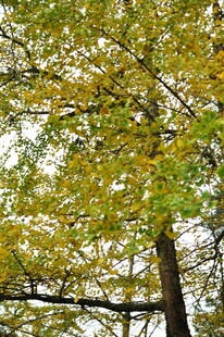 秋日银杏树叶繁茂景象