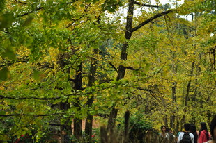 秋日银杏林游人漫步