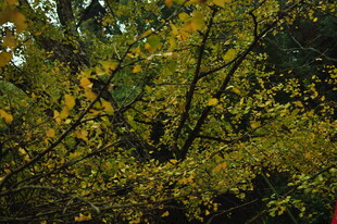 秋日繁茂枝叶景观