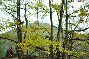 秋日山林中的金黄树木