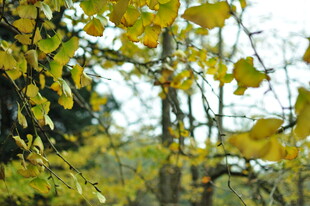 秋日银杏枝叶景致