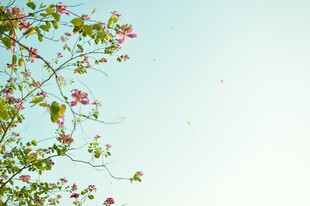 枝头繁花映蓝天