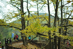 山林间的多彩旗帜与繁茂树木