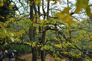 秋日银杏林美景