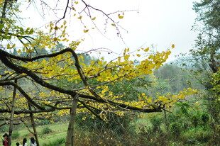 春日林间金黄树叶景致