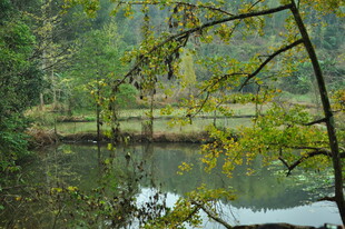 湖畔绿意盎然的自然景致