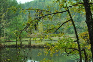 湖畔葱郁树林自然景致
