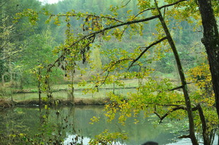 湖畔秋景 树枝低垂映绿水