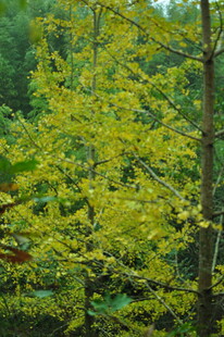 金黄枝叶的繁茂树林