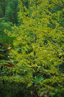 金黄树叶装点的翠绿景致