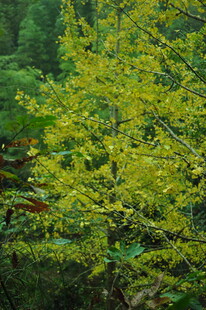 金黄树叶的生机景象