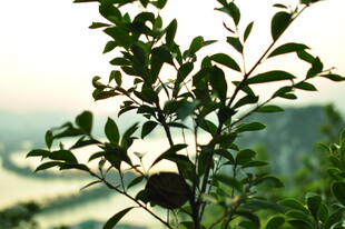 绿叶枝头 远山朦胧之景