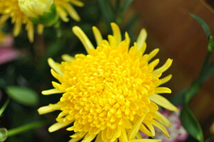 黄色菊花特写