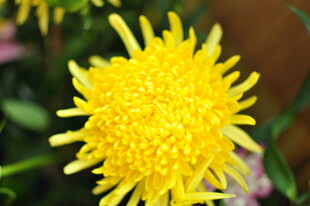 黄色绒球菊花特写