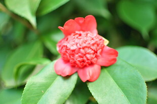 娇艳红色花朵与绿叶相伴