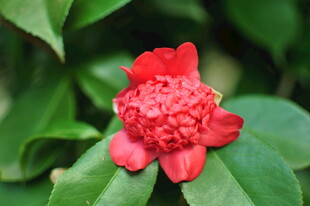 娇艳红花绽放绿叶间