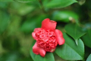 娇艳红花绽于绿叶间