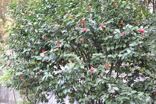 绿叶间的红色果实景观