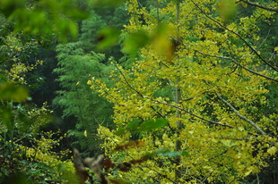 翠绿林间的金黄树叶