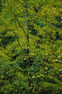 秋日繁茂绿树景象