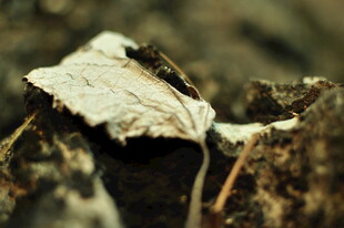 枯叶依附于粗糙树皮上