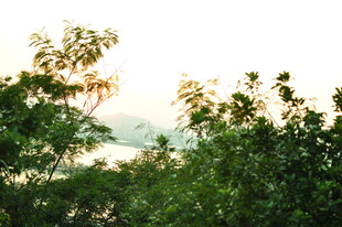 阳光下的葱郁绿植