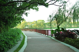 湖畔林荫步道风景