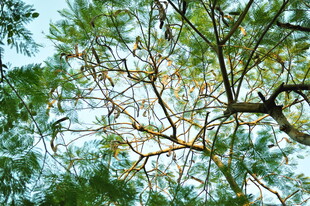 枝叶繁茂的树梢景象