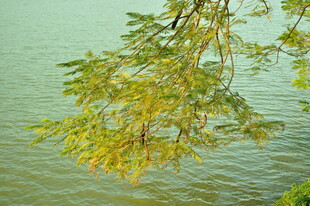 垂柳拂水的静谧景致
