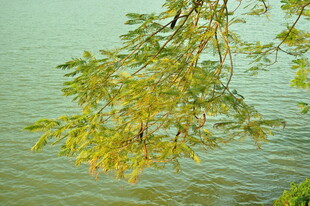 湖畔垂柳垂映碧波