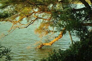 水中倾斜的树木景观