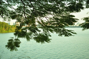 湖畔枝叶下的宁静水面