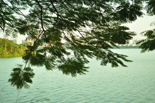 湖畔树枝低垂 湖水悠悠