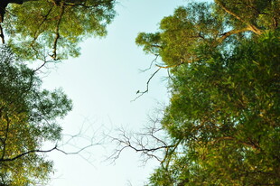 仰视茂密树林绿意盎然