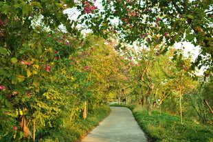林间小径 繁花绿树相伴