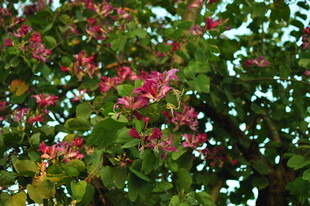 繁花绿叶的美丽景致