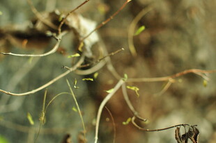 新生嫩枝 展现生命的力量