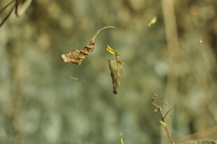 小鸟衔叶于林间飞舞
