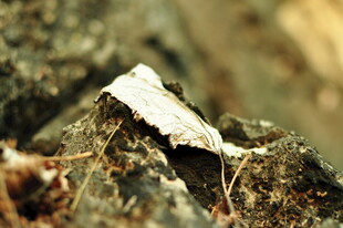 枯叶上的白色蛾子