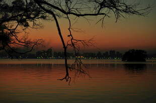 夕阳下的静谧湖面与树枝