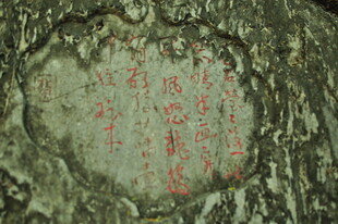 树皮上的斑驳红色痕迹