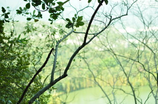 林间绿意 自然清新景致