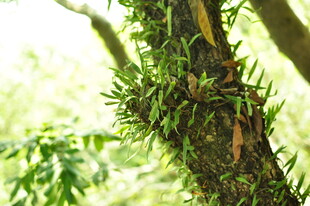 树干上的翠绿附生植物