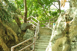 山林间的木质阶梯景观