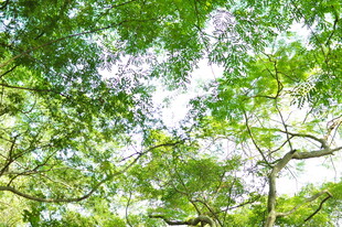 繁茂绿树间的斑驳光影